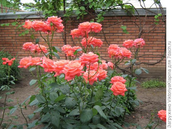 Наш один день на даче!