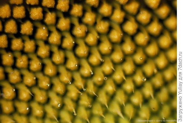 Цветки подсолнечника
Бусинки росы прицепились к цветкам, которые окружают по спирали головку соцветия.