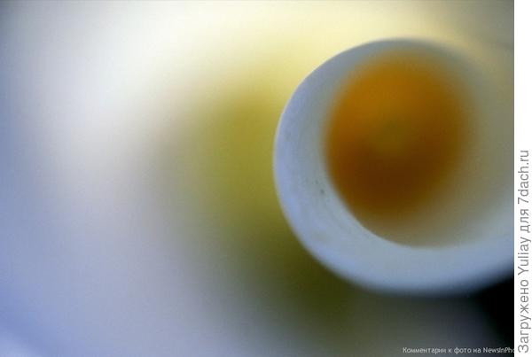 Калла
Любимицу невест эфирную каллу часто называют свадебным цветком.