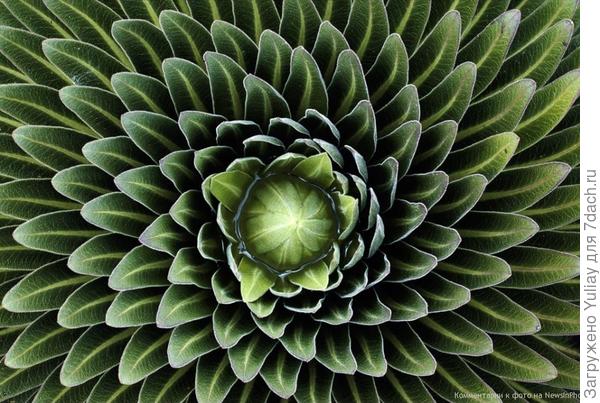 Гигантская лобелия
Листья гигантского растения лобелии, сфотографированного на плато Шира (гора Килиманджаро) в Танзании, окружают центр по спирали.