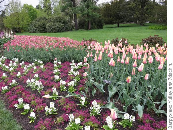 Сады Дюпона. 2 часть