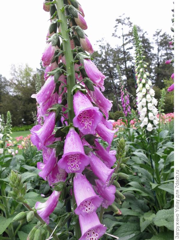 Наперстянка