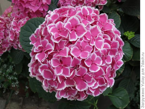 Гортензия