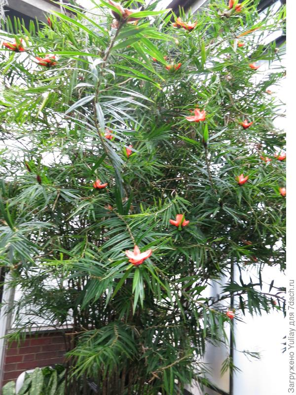 семейство пандановых