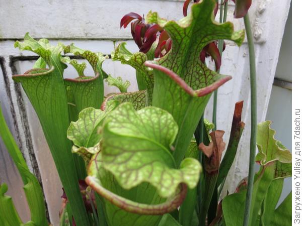 саррацения 1