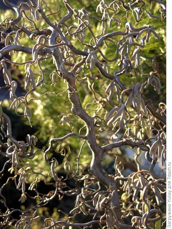 Лещина весной