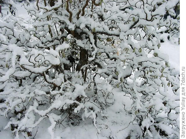 Лещина зимой