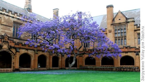 Фиалковое дерево