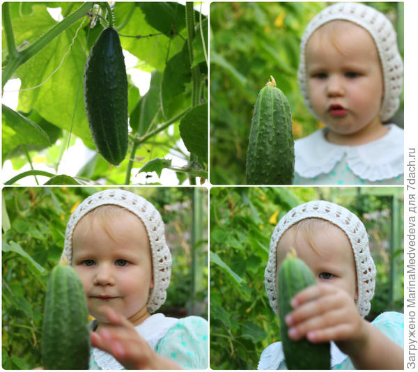 огурцы