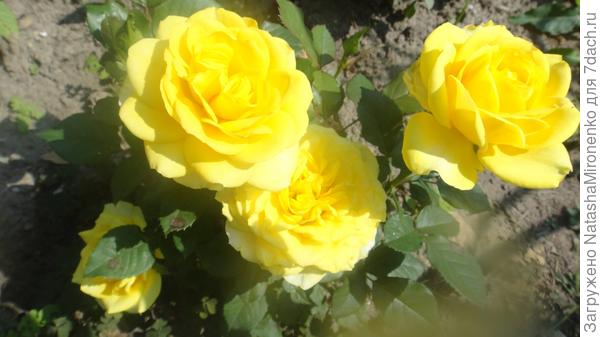 Урожай который мы ждали 24 года.