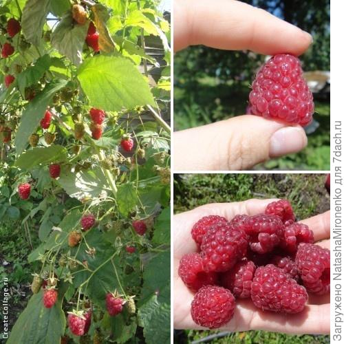 Урожай который мы ждали 24 года.