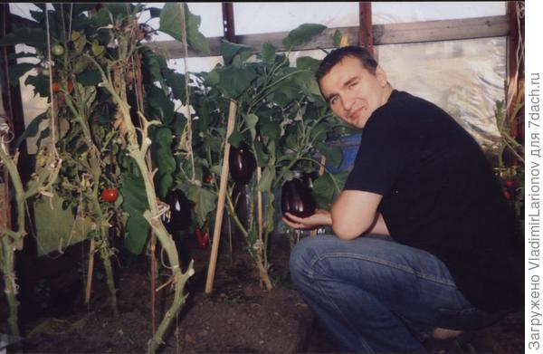 Вот какие красивые баклажанчики у нас.