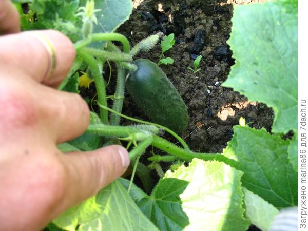 первый урожай