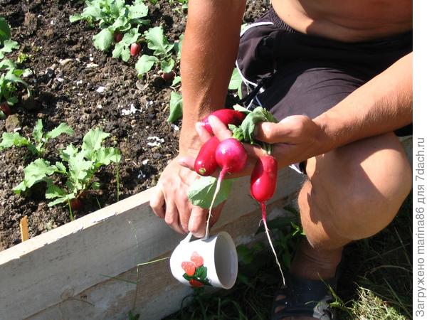 первая редиска