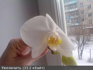 Фаленопсис