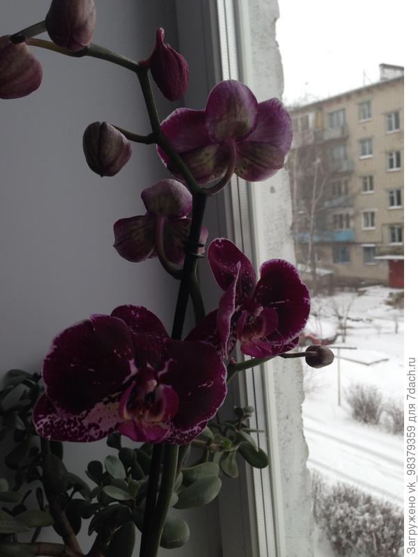 Фаленопсис