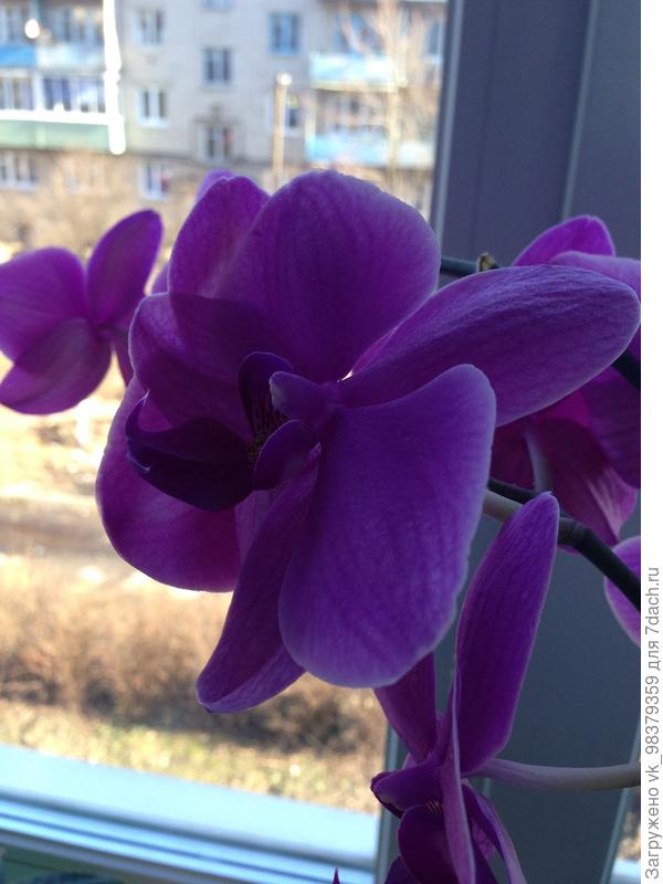 Фаленопсис.