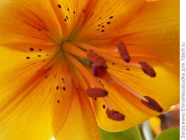 Дачные цветы