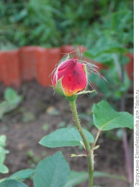 Дачные цветы