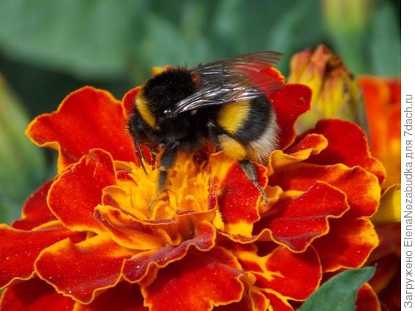 Дачные цветы