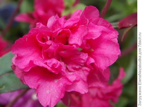 Дачные цветы