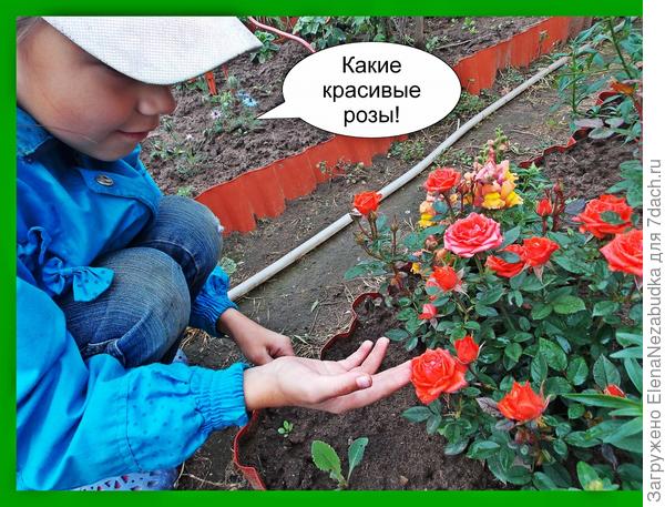 5 чудес дачи