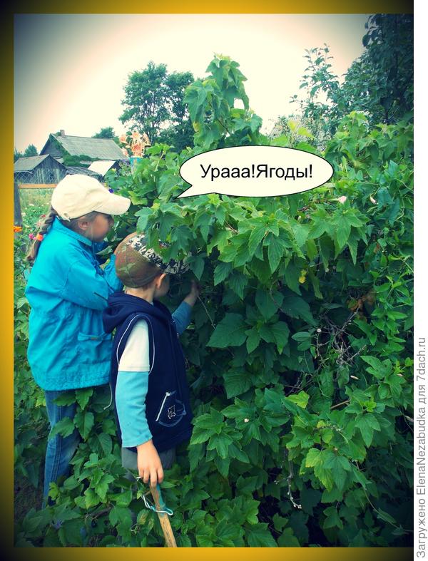 5 чудес дачи