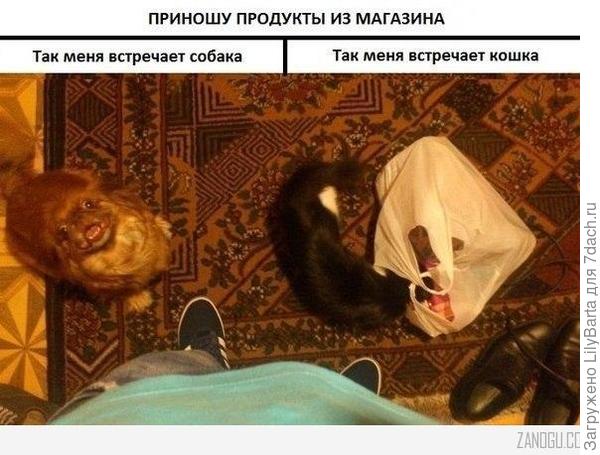 кошка и собака