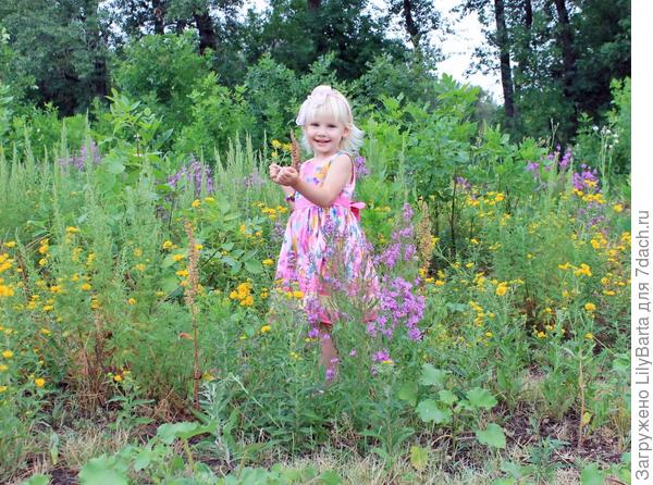 цветущие поля у ериков