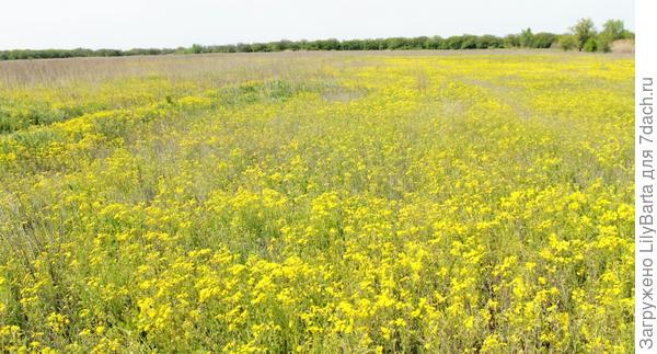 цветущее поле