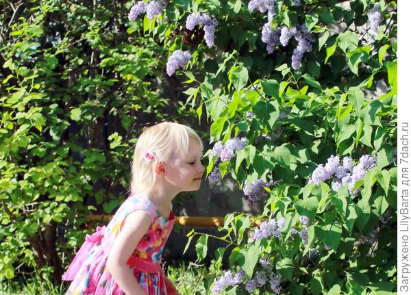 пахучая сирень