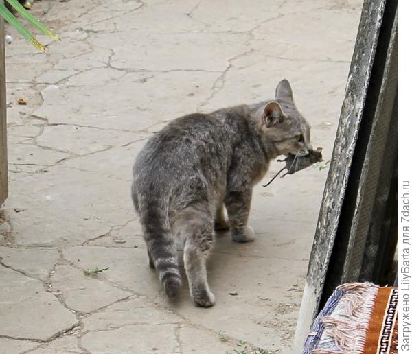 кошка с мышкой)