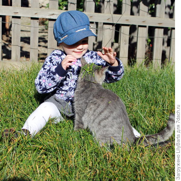 кошка и крошка