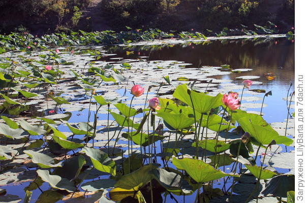 озеро лотосов 2