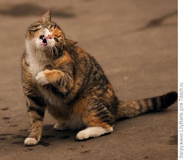 мартовский котик