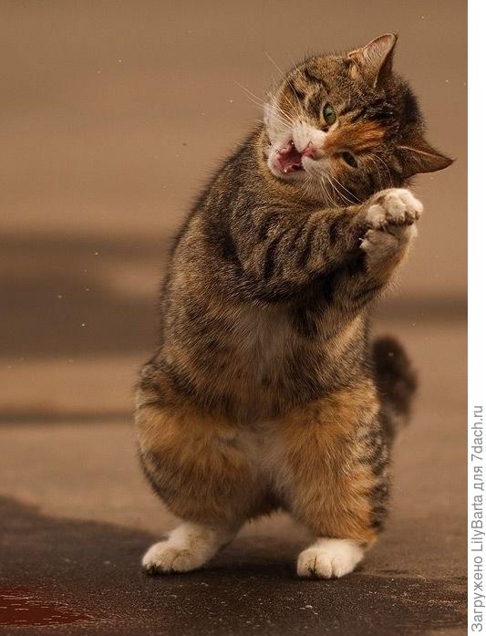 мартовский котик
