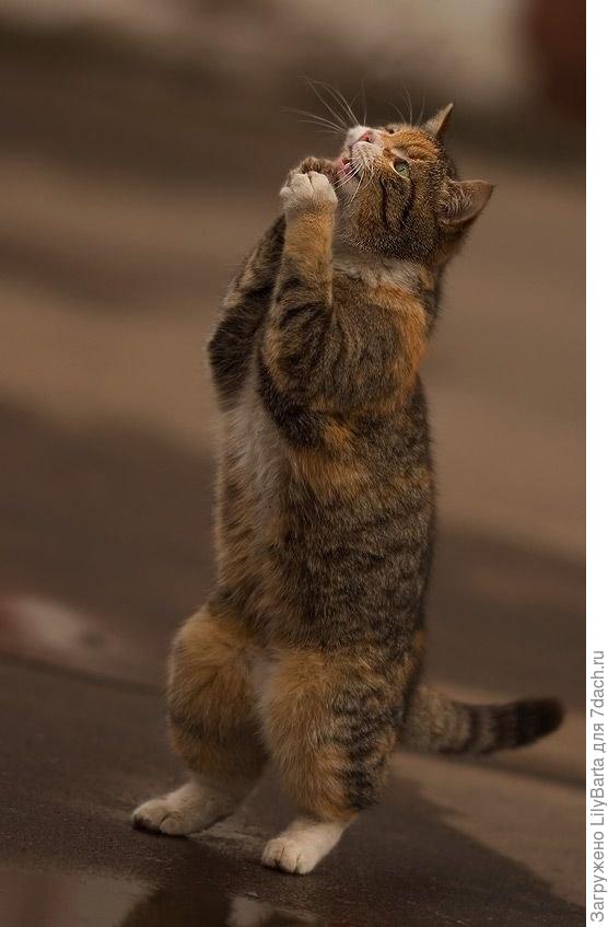 мартовский котик