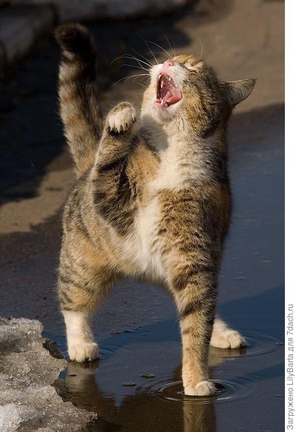 мартовский котик