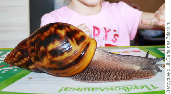 Ахатина ахатина (тигр)