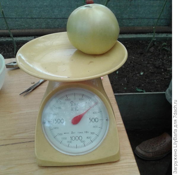помидор на весах