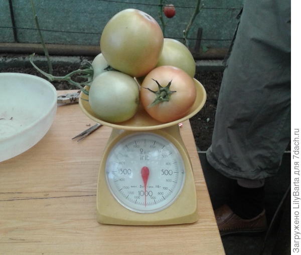 кисть на весах