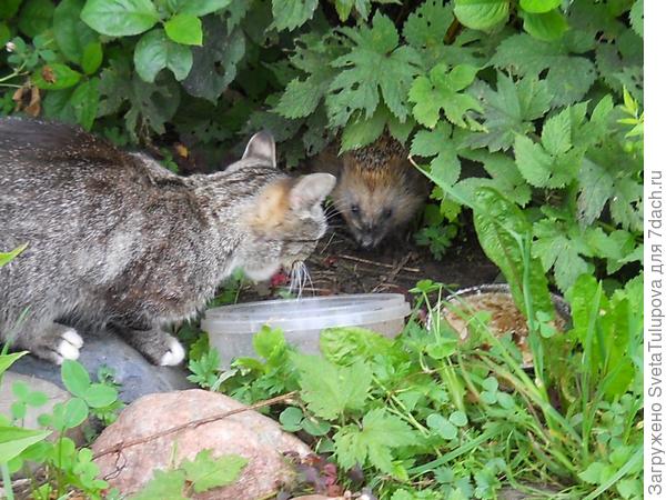 Дачная жизнь