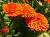 Незаменимая календула