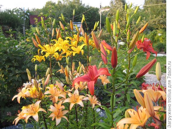 Любимые лилии на моей даче