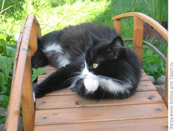 Любимые лилии на моей даче