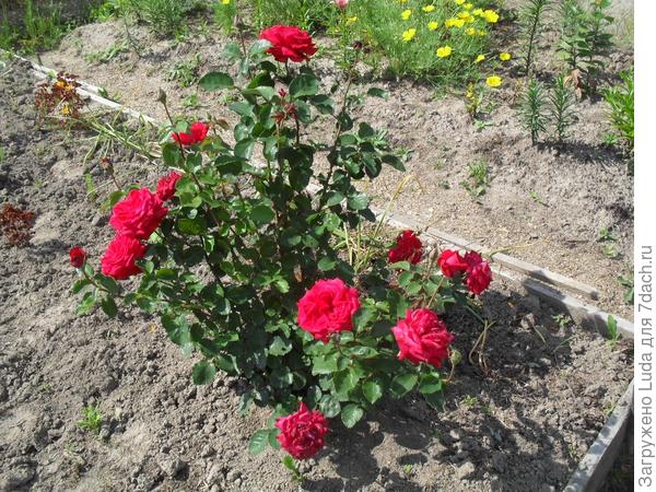 Наш удивительный уголок природы!