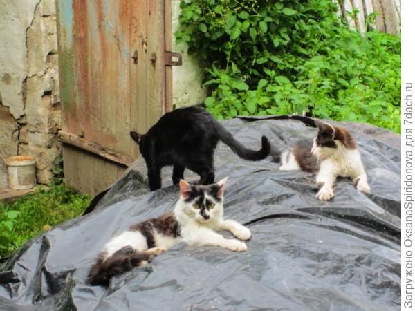 Огородное счастье!