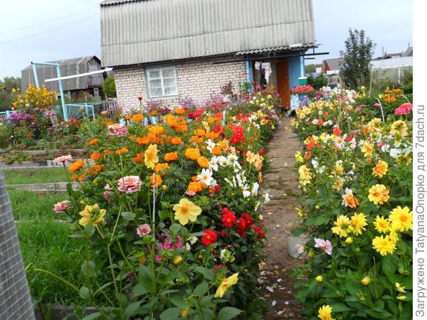 Дача и дети.