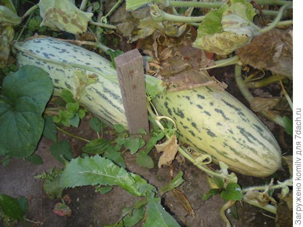 Дачная экзотика