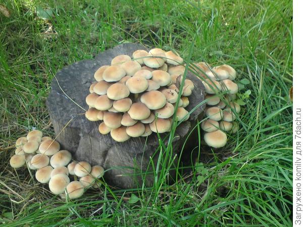 Дачная экзотика